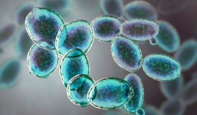 Multiplying Yeast: What Is Yeast Propagation?