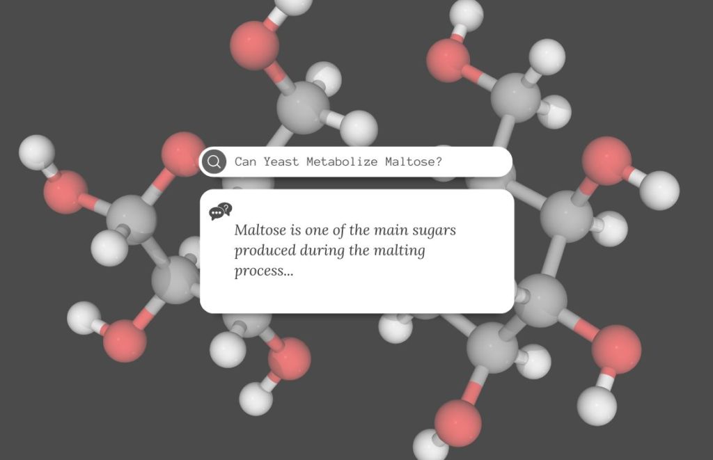 Can Yeast Metabolize Maltose?